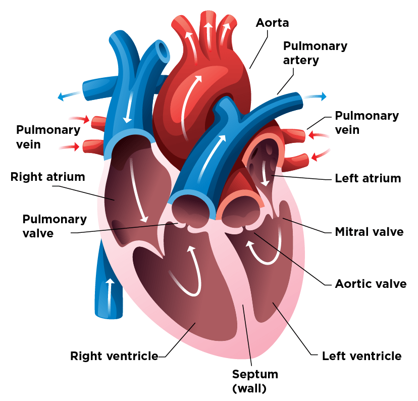 heart diagrams from the heart institute at childrens heart diagram