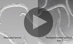 Healthspan Lifespan play feature