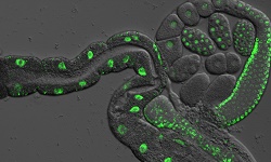 Healthspan Lifespan worm feature